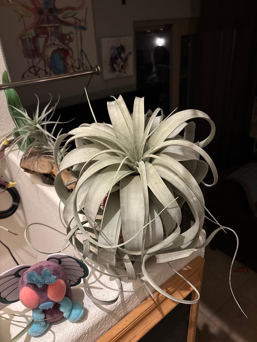 Customer photo review of Xerographica Thick Leaf Form  *Cannot Be Shipped Internationally*
