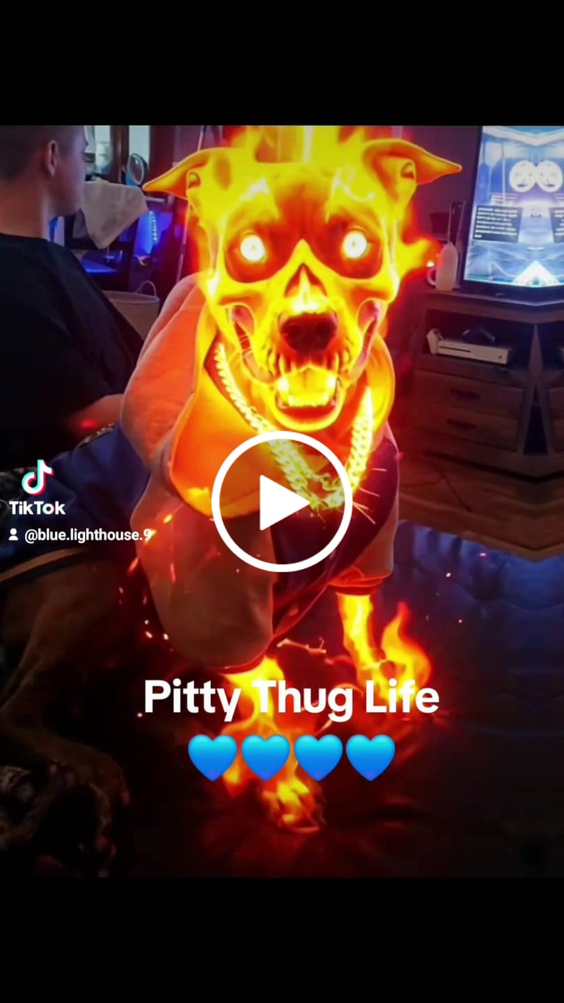 Customer video review of Concrete Wood Dog Hoodie - Asphalt