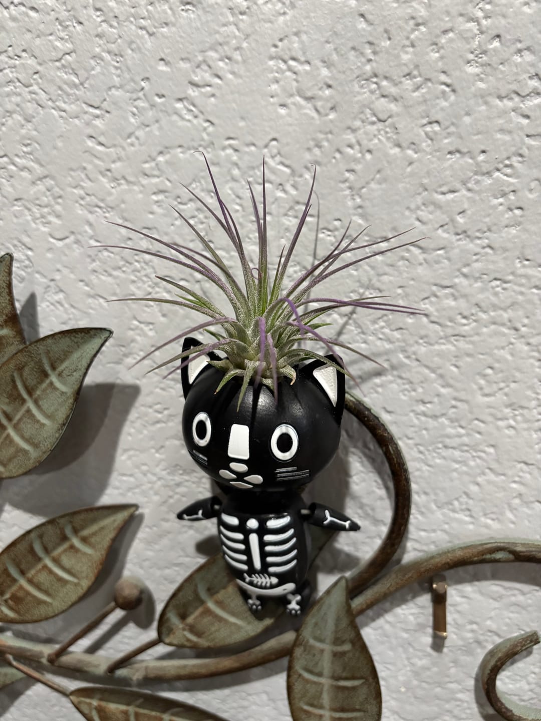 Customer photo review of Ionantha Lavender