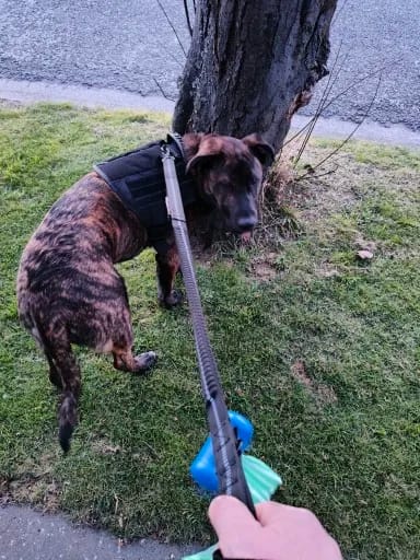 Customer photo review of Bungee Leash