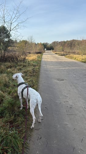 Customer photo review of SALE Easy Walk Extreme Khaki, 4cm/ M, Z rączka,