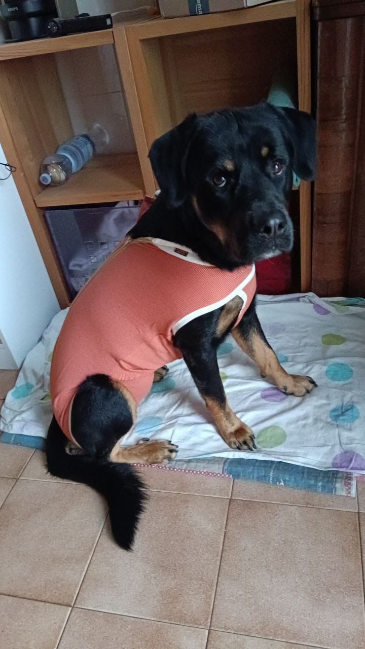 Customer photo review of Body Castrazione cane maschio