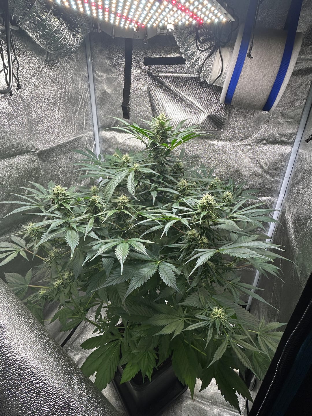 Customer photo review of Cookies Gelato 040 Cannabissamen, Feminisierte Automatic Indica Samen für den Eigenanbau - Cali Genetic