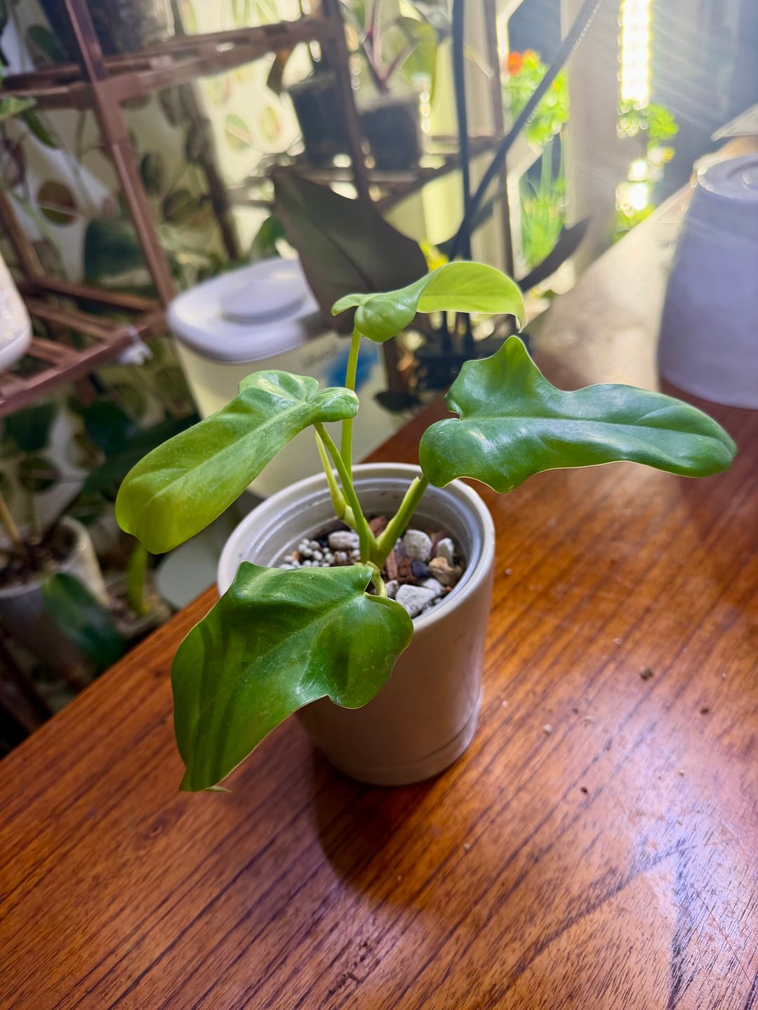 Customer photo review of Philodendron bipennifolium aurea