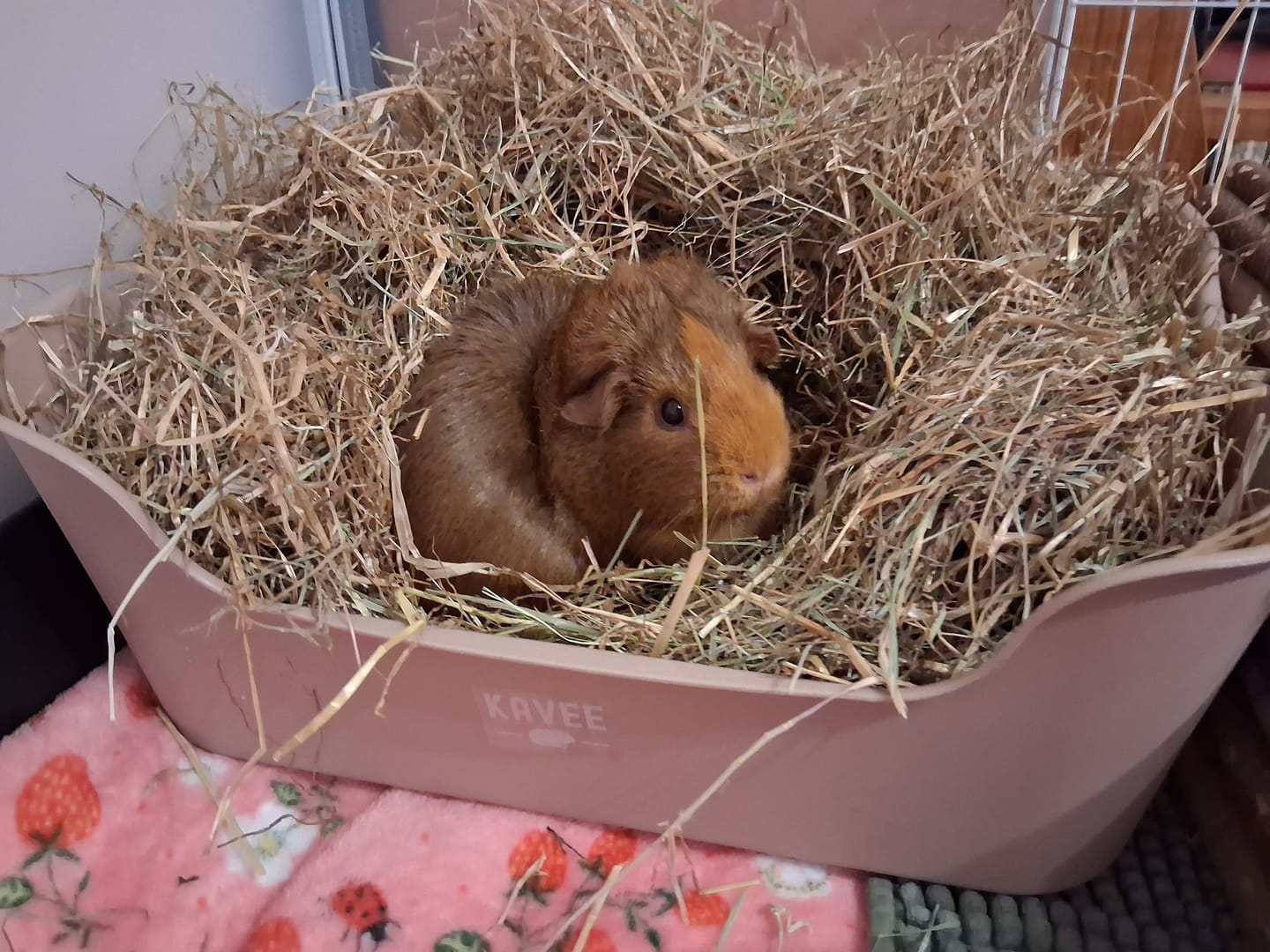 Customer photo review of The Super Pooper For Every Floofer | Litter Tray for Guinea Pigs and Rabbits