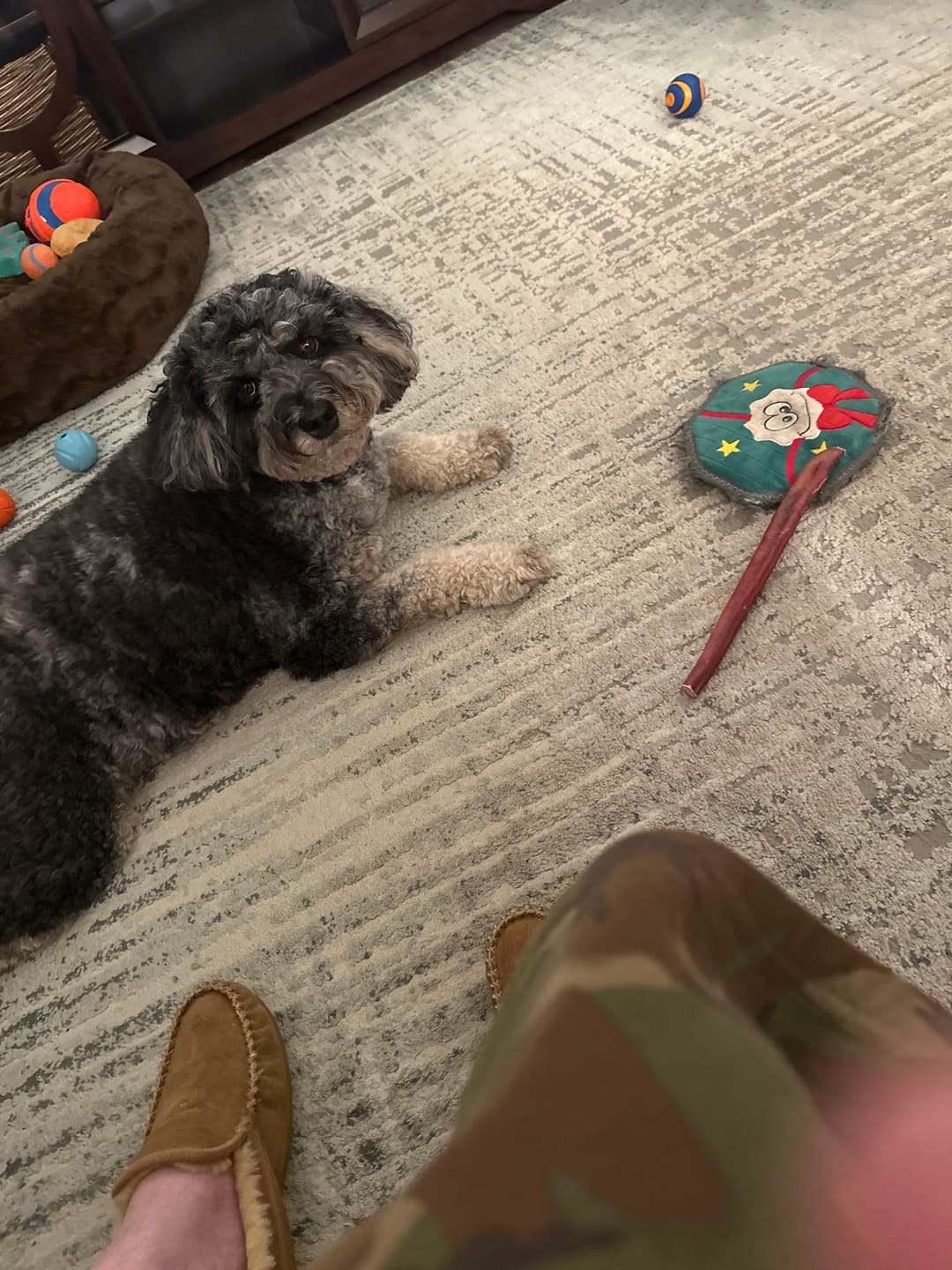 Customer photo review of 12 Inch Extra Thick Bully Sticks