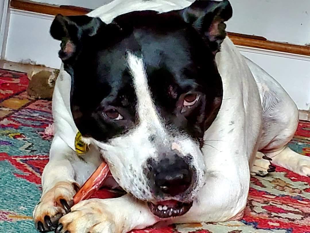 Customer photo review of 6 Inch Power Bully Sticks