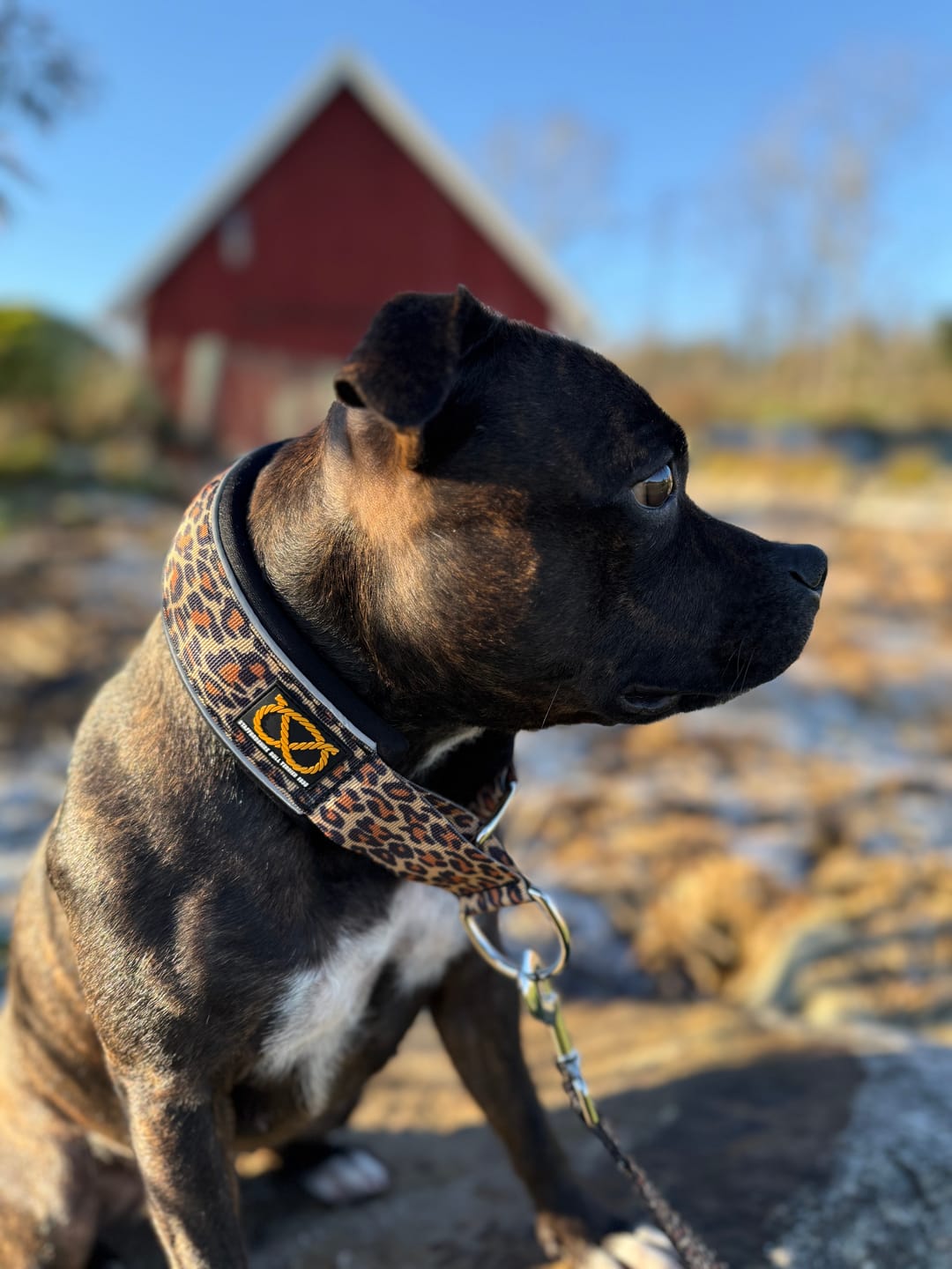 Customer photo review of Staffordshire Bull Terrier 1935® Martingale Collar - Leopard