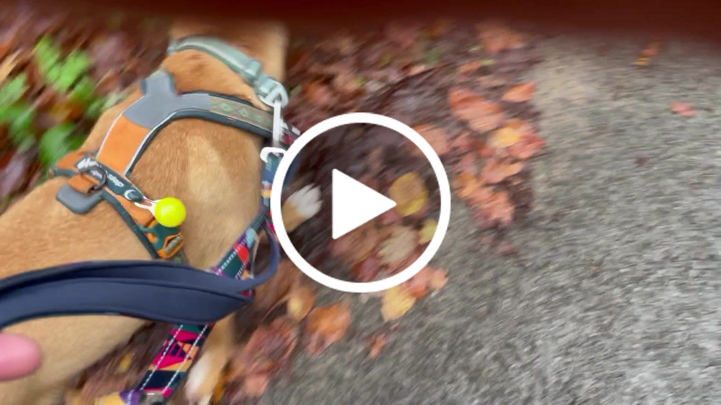 Customer video review of Multi-Way Lead