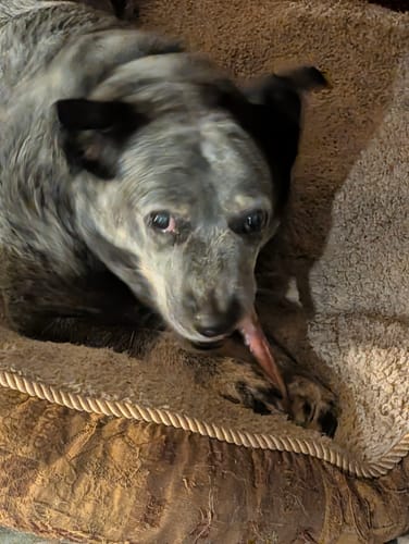Customer photo review of 6 Inch Thick Bully Stick