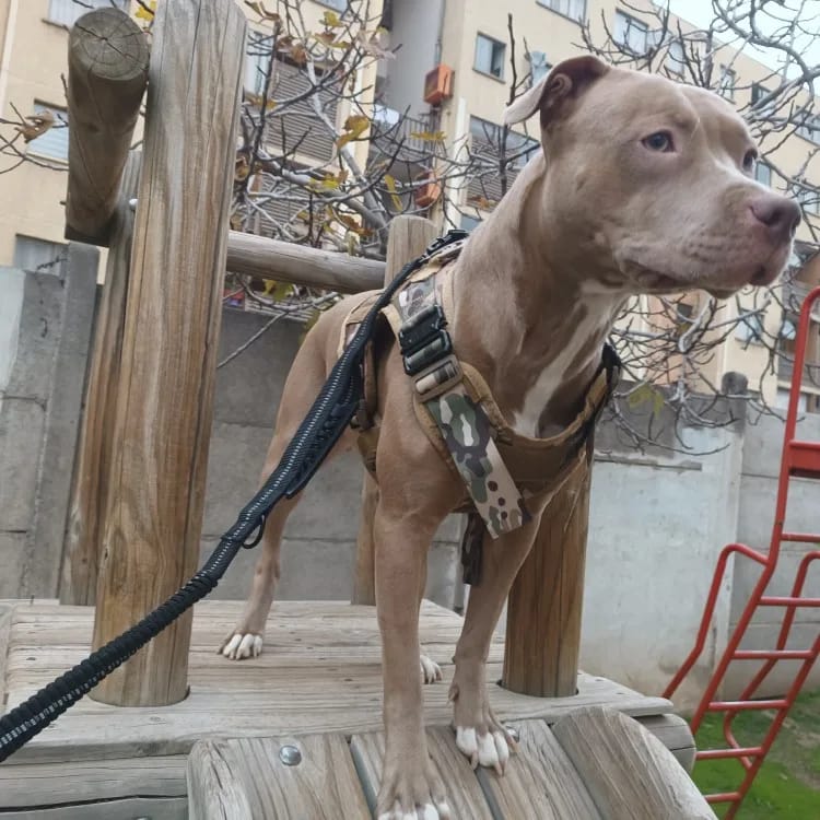 Customer photo review of Bungee Leash