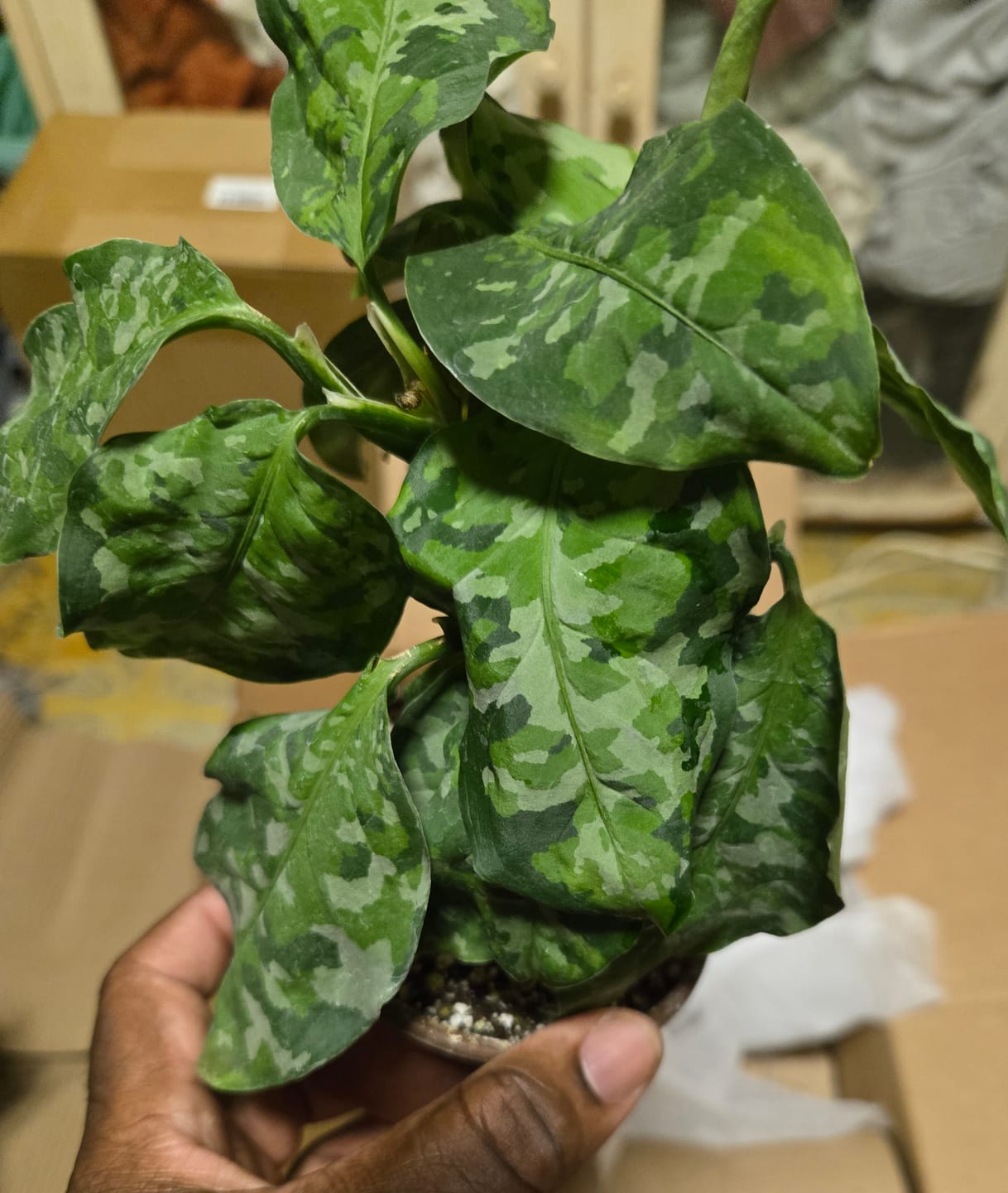 Customer photo review of Aglaonema pictum tricolor