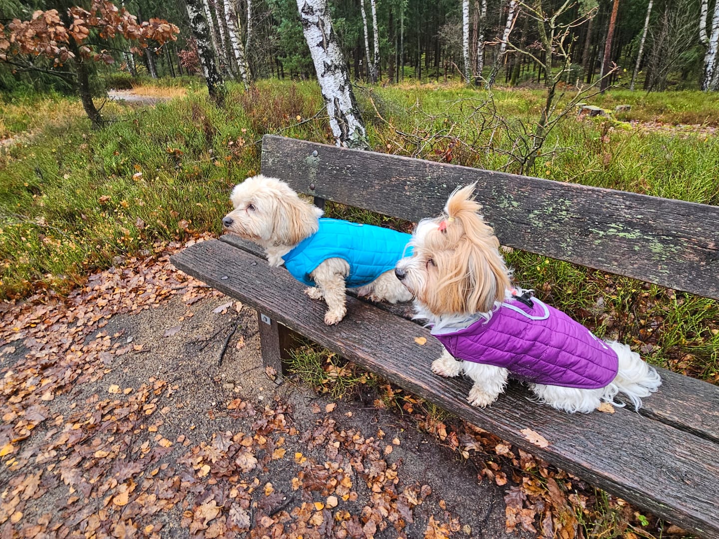 Customer photo review of Emmalove - Wasserdichte Hundeweste