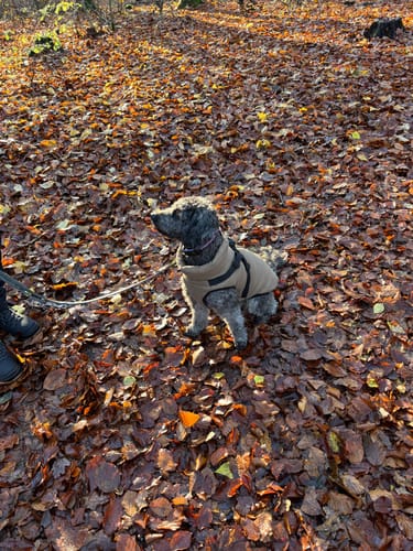 Customer photo review of Pirou vinterjakke med hundesele