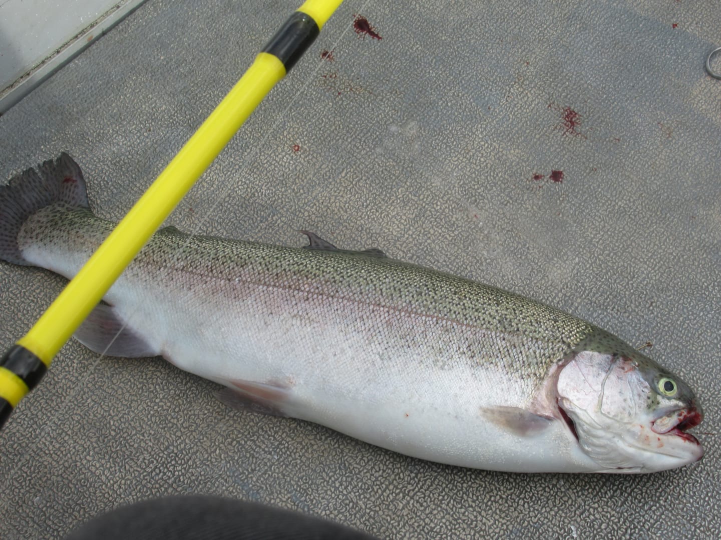 Customer photo review of Cal's Leadcore Trolling Rod