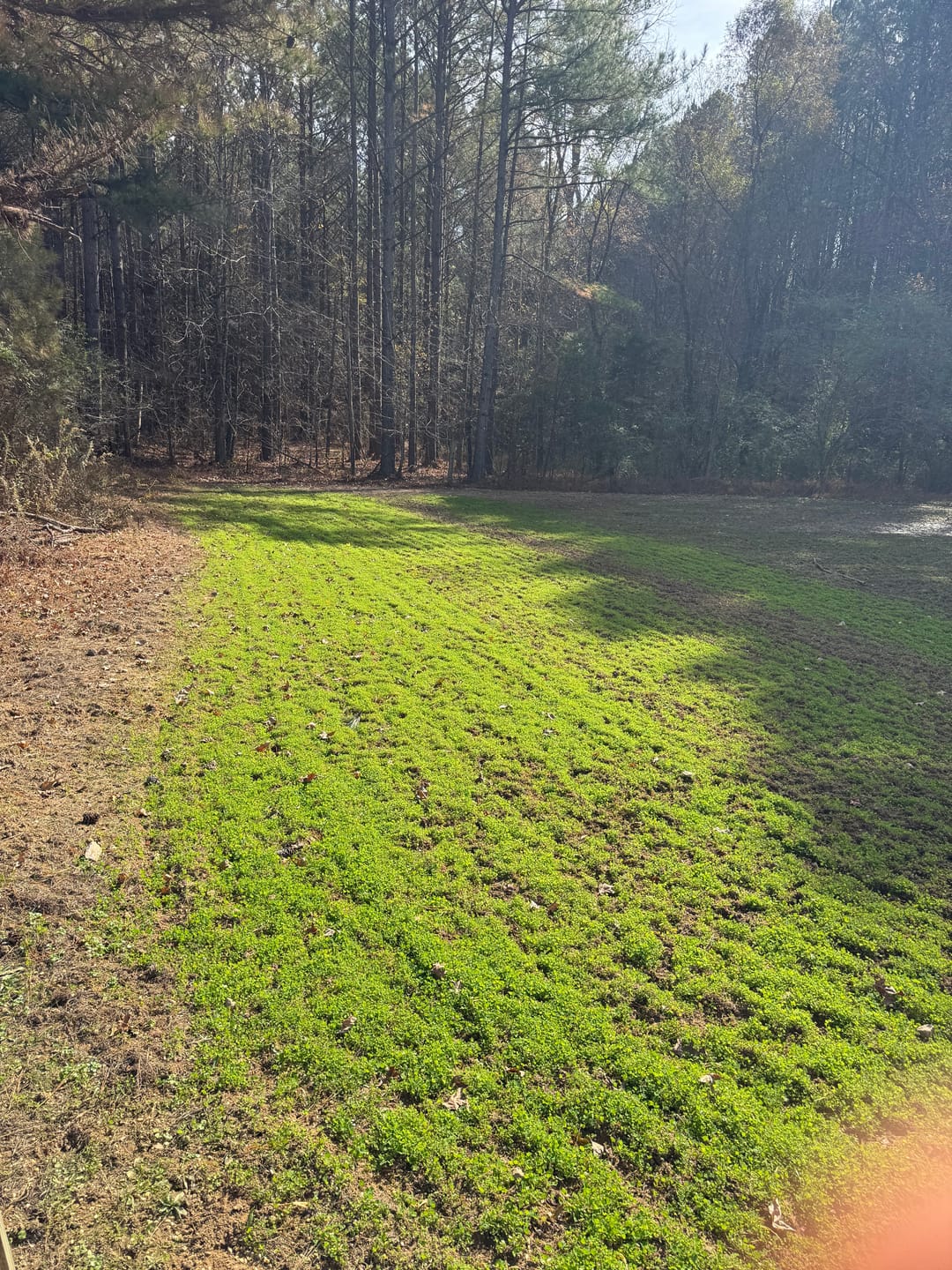 Customer photo review of Whitetail Hill Clover