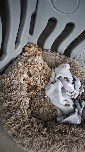 Customer photo review of Puppery Hundebett Wolke 7 - Das Original