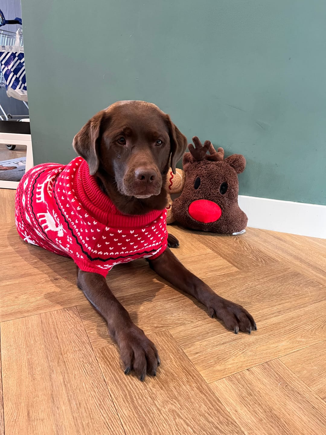 Customer photo review of Knit Christmas Dog Sweater - Dasher Red