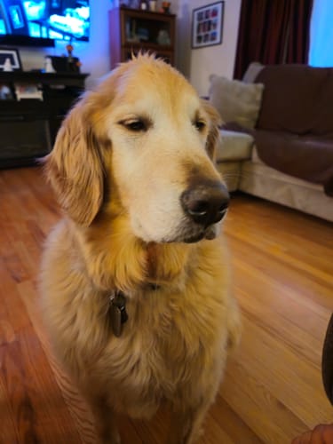 Customer photo review of DE-01 Dental Dogbiotic