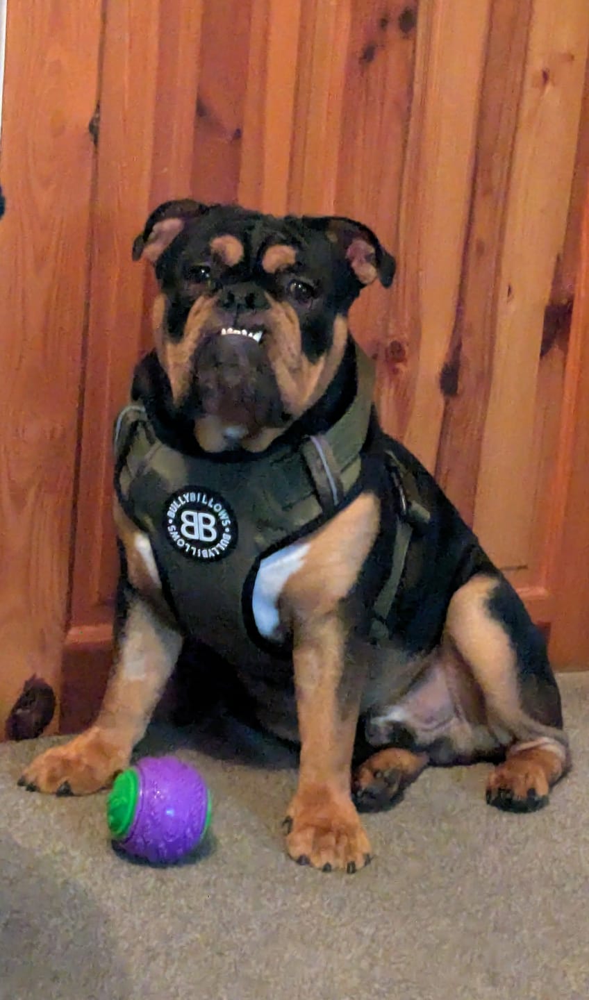 Customer photo review of Comfort Premium Harness | Non Restrictive - Khaki