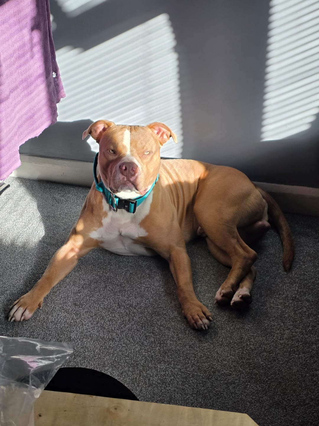 Customer photo review of 5cm Combat® Collar | With Handle & Secure Clip - Turquoise