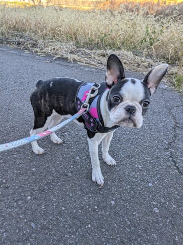 Customer photo review of FunFunPet 高機能ハーネス（お名前タグ作成サービス付き）