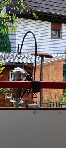 Customer photo review of BSF Larven - getrocknete Soldatenfliegenlarven