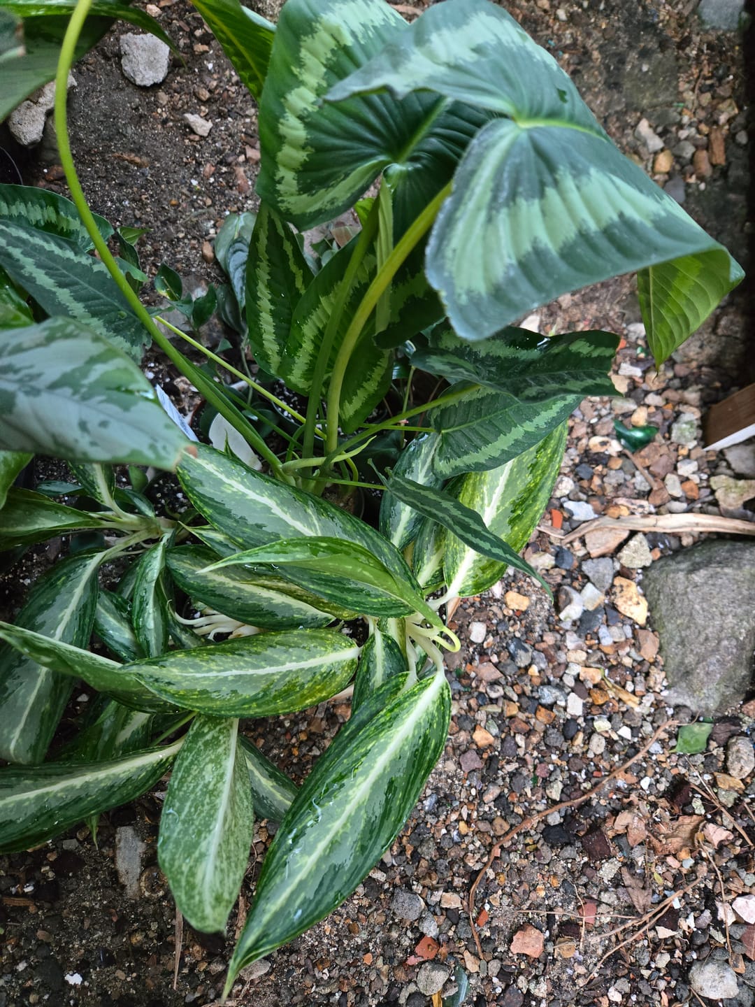 Customer photo review of Aglaonema 'White Rain'