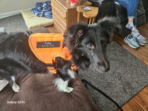 Customer photo review of NEW Upgraded Tactical No-Pull Team K9™ Dog Harness with 4 Quick-Release Metal Buckles, Reinforced Front & Back D-Rings, Hook & Loop Panels, Adjustable Straps, Reflective Strips, & Top Handle