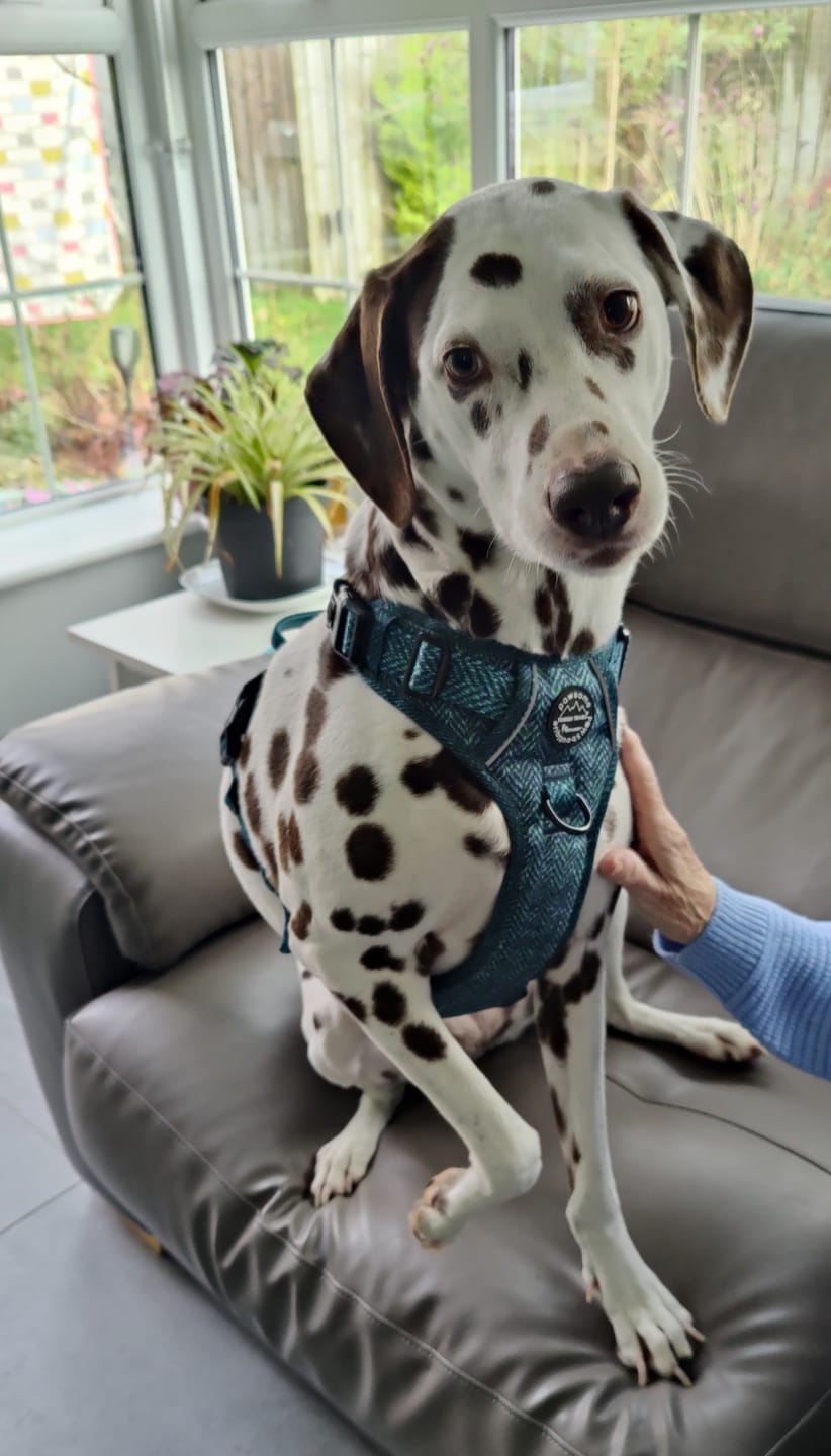 Customer photo review of Tough Trails™ Harness - Country Teal