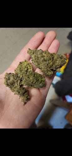 Customer photo review of Zkittles x Mochi Indoor - 4 Grams - Indica