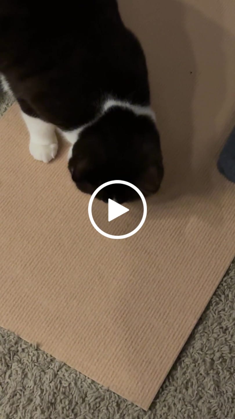 Customer video review of Multifunctional Cat Scratching Carpet