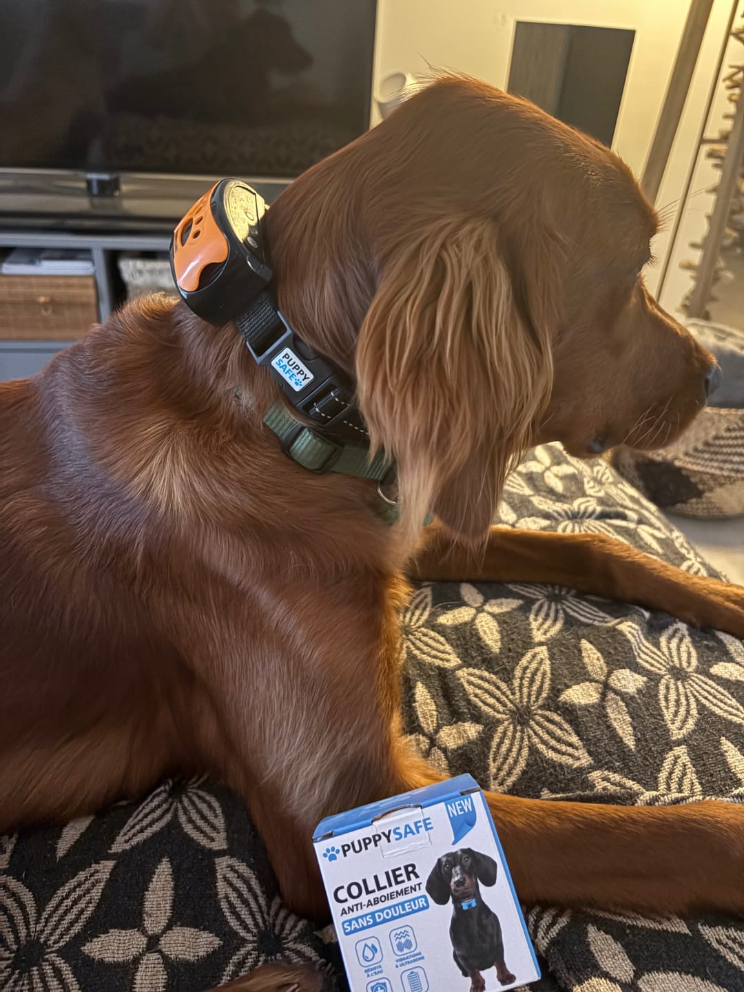 Customer photo review of Collier Anti Aboiement PuppySafe