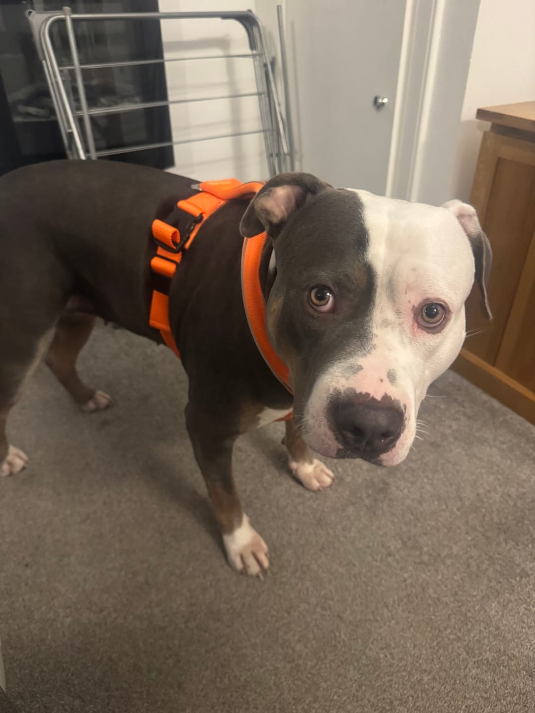 Customer photo review of Slip on Harness | Foam Padded - Orange