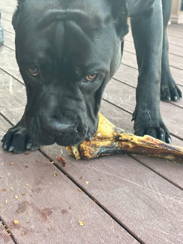 Customer photo review of Large Ostrich Cane (11.5" x 5"): The Ultimate Long-Lasting Chew for Medium, Large & XL Dogs