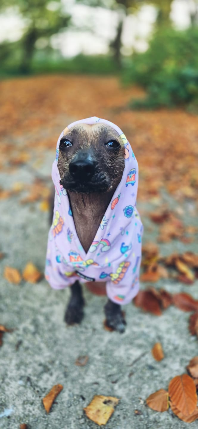 Customer photo review of Good Vibes Dog Hoodie - Purple