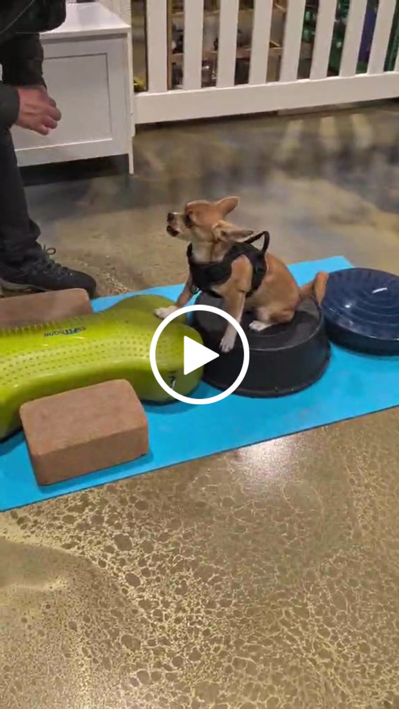 Customer video review of Vrac Nature's Own - Bully Sticks de boeuf mastication pour chien