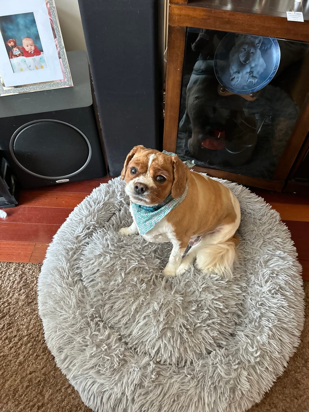 Customer photo review of Himalayan Yak Chew (SMALL)