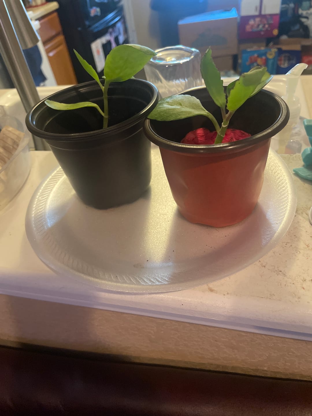 Customer photo review of Leaf of Life Starter Plants