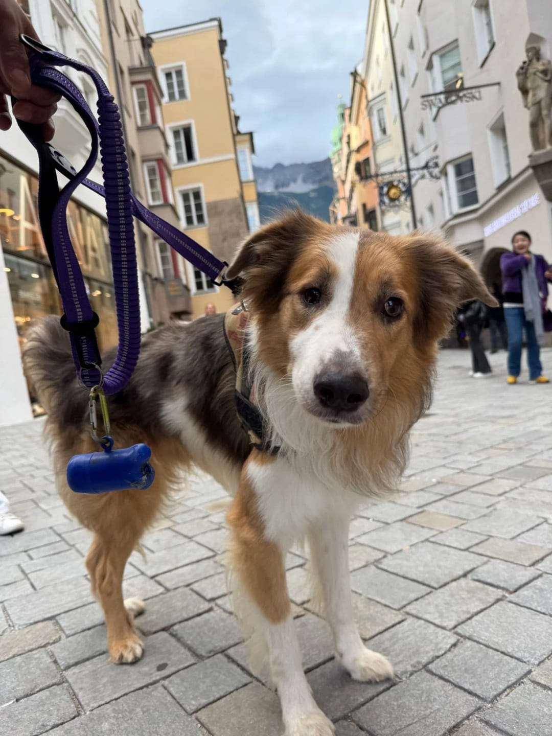 Customer photo review of Bungee Leash