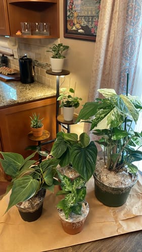 Customer photo review of Syngonium Albo