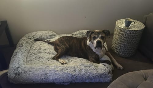 Customer photo review of Pet Orthopaedic Bed