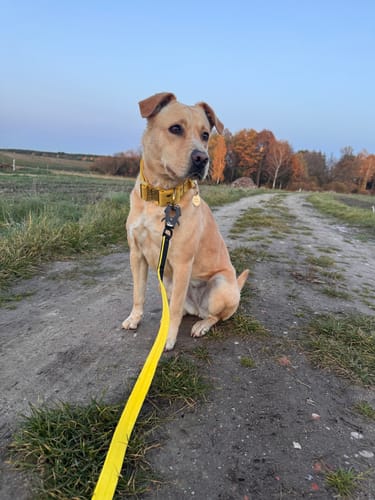 Customer photo review of SALE Extreme Gold Buckle Gold yellow, 5cm/L, Z rączka, Bez podsyzcia