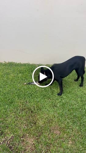 Customer video review of Salmon Skin Twists