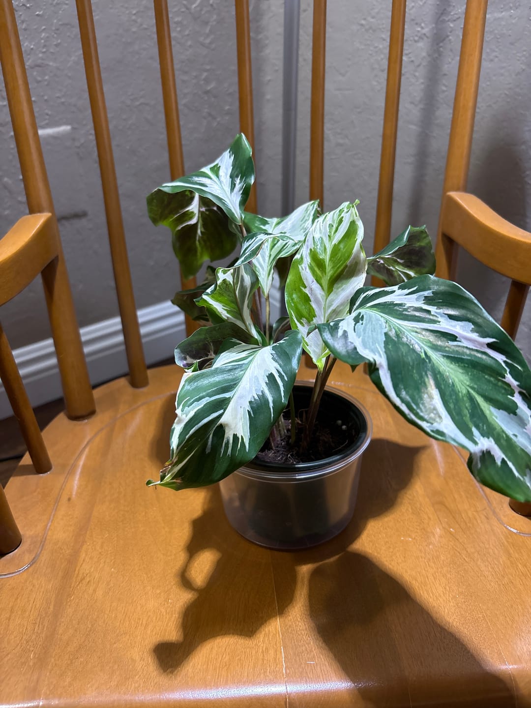 Customer photo review of Calathea 'Stella'