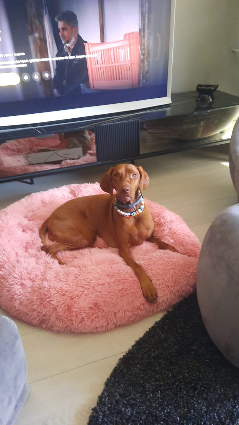 Customer photo review of Mellowpurr Huzurlu Paws Yatağı | Süper Yumuşak