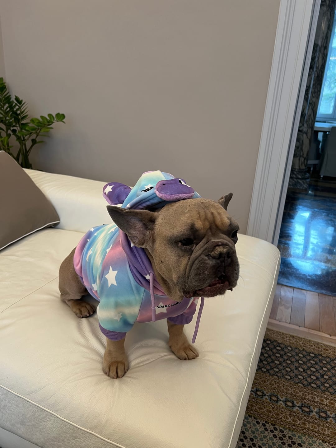 Customer photo review of Halloween Dog Hoodie - Unicorn
