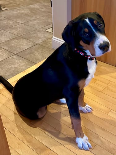 Customer photo review of Dog Collar with Switzerland Hearts Pattern | I Love Switzerland
