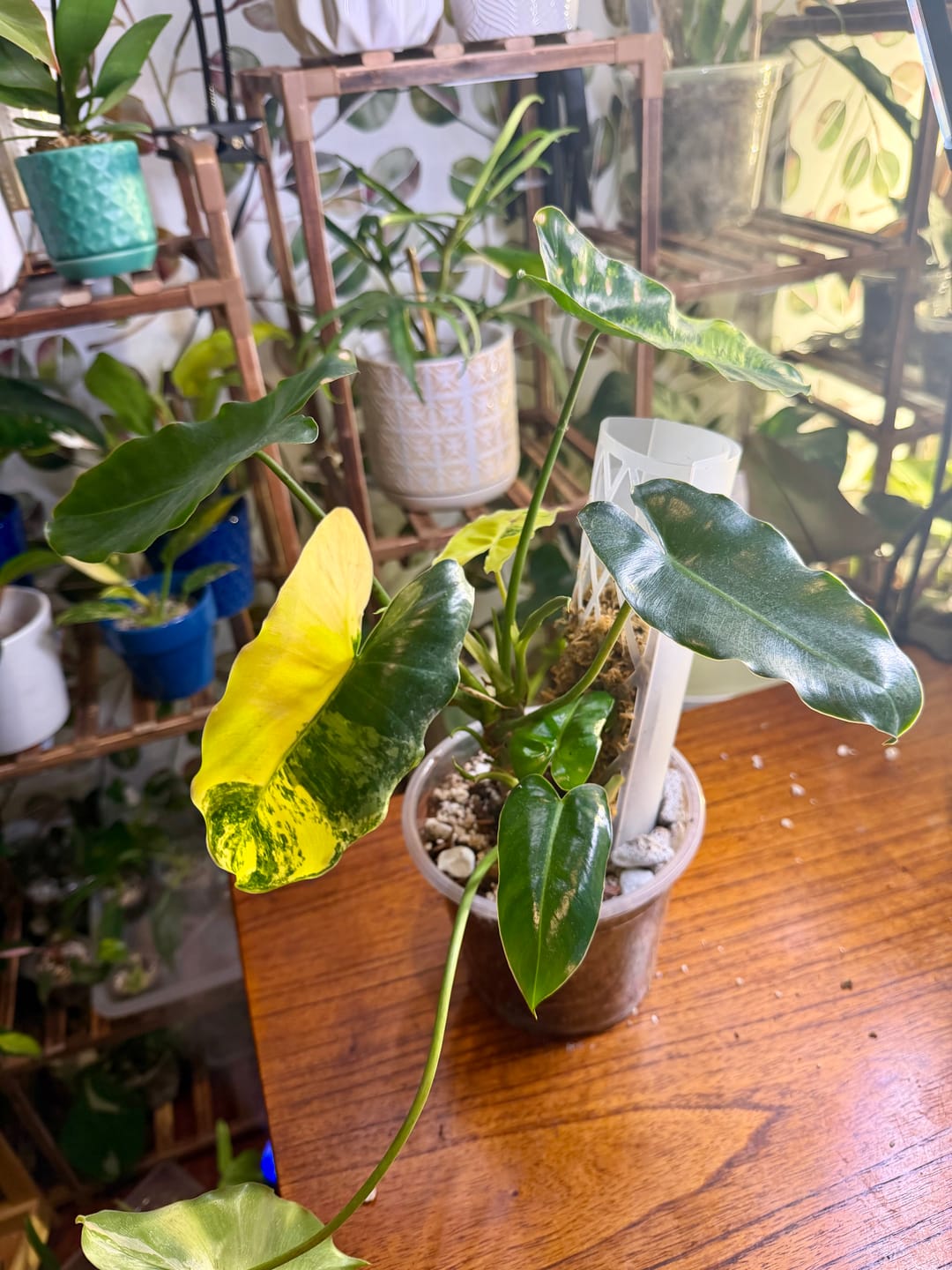 Customer photo review of Philodendron 'Burle Marx Variegata'