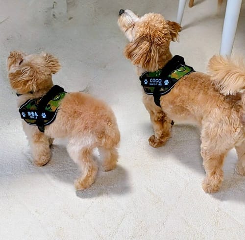 Customer photo review of FunFunPet 高機能ハーネス（お名前タグ作成サービス付き）